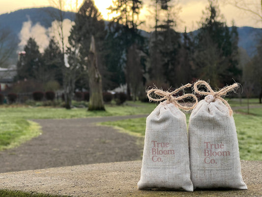 Focus & Stillness Infusion Duo